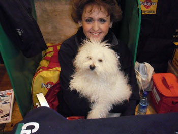 Bolognese dog picture